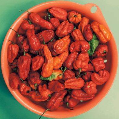 Chile Monoloco / Ghost pepper